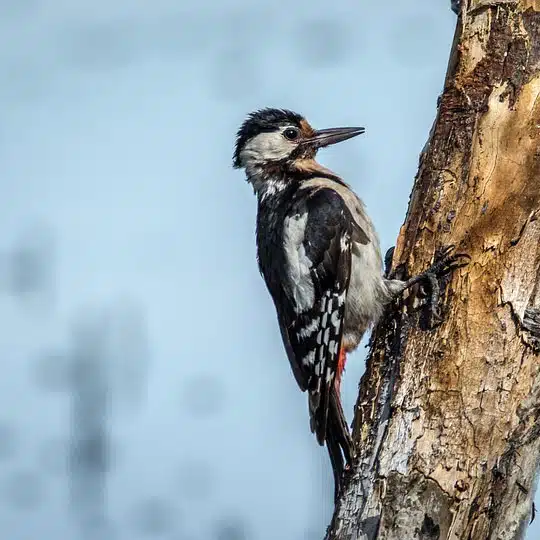 animation-ornithologie-au-pays-des-traces-ariege