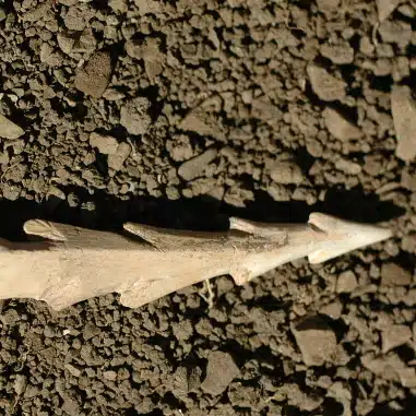 moulage-prehistorique-au-pays-des-traces-ariege