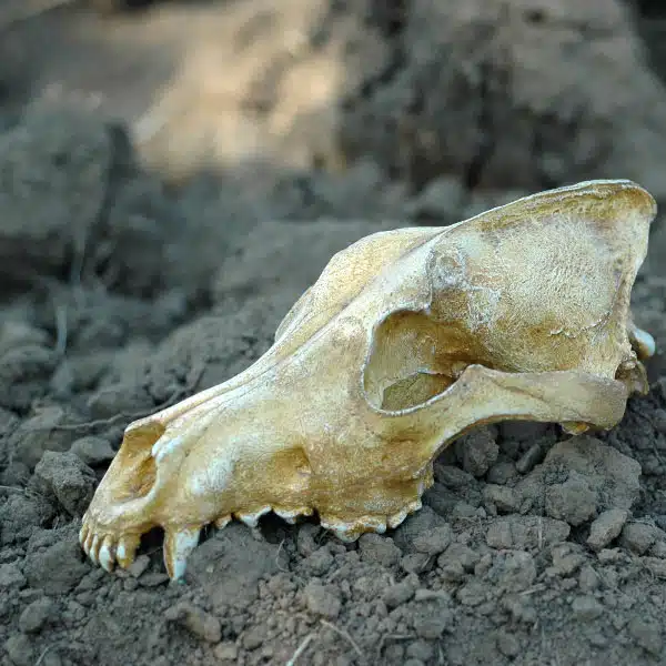 osteologie-au-pays-des-traces-ariege